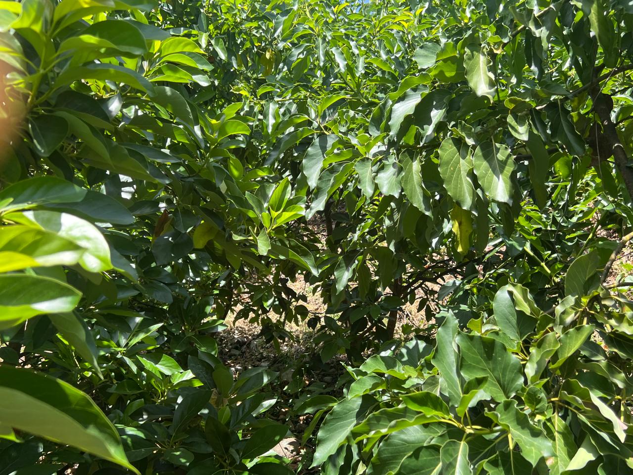 Lush greenery